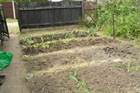 the first plantings