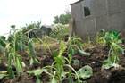 the first plantings